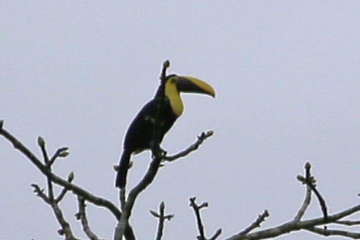 Yellow-throated Toucan - ML642958789