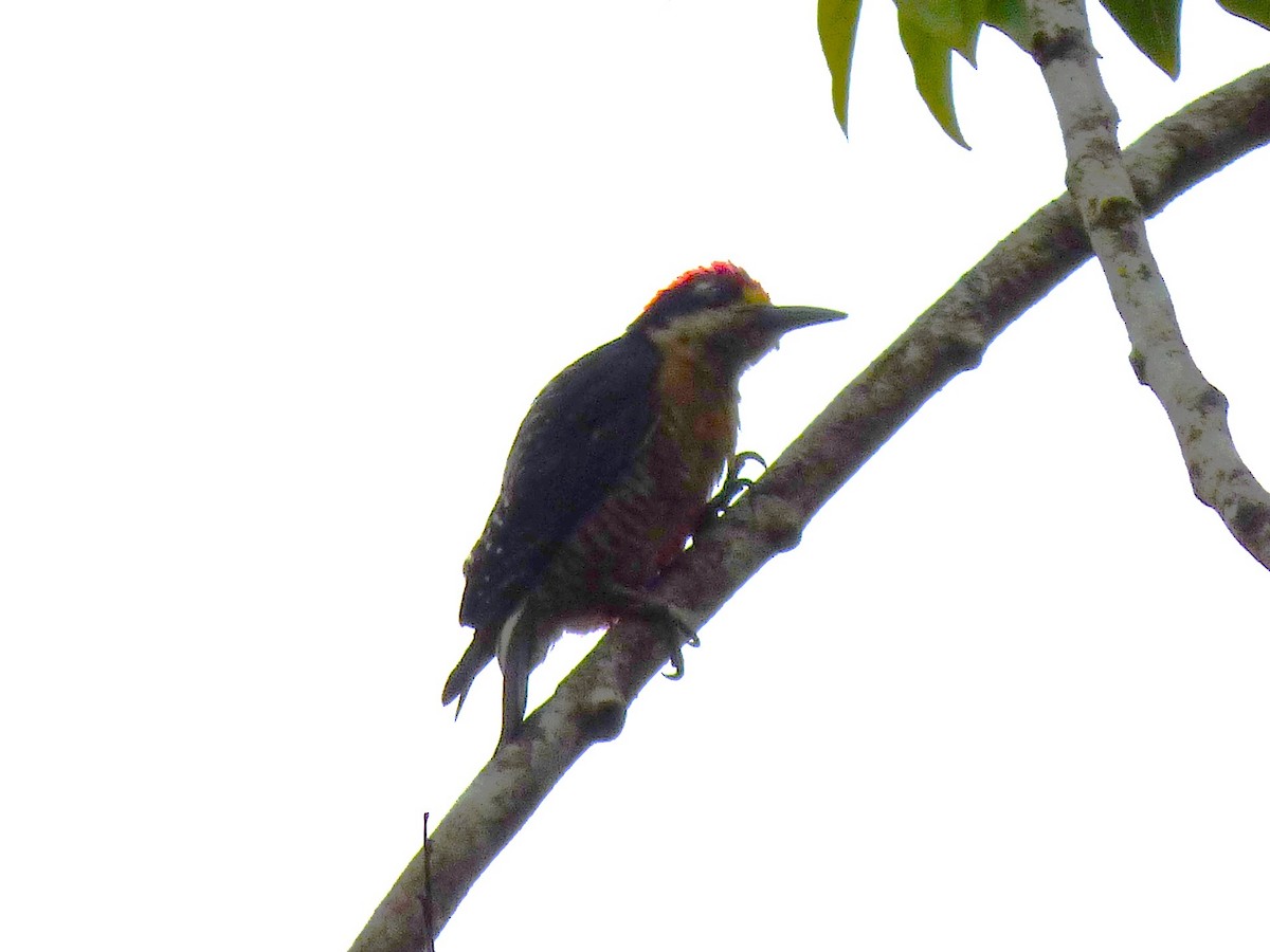 Black-cheeked Woodpecker - ML642958791