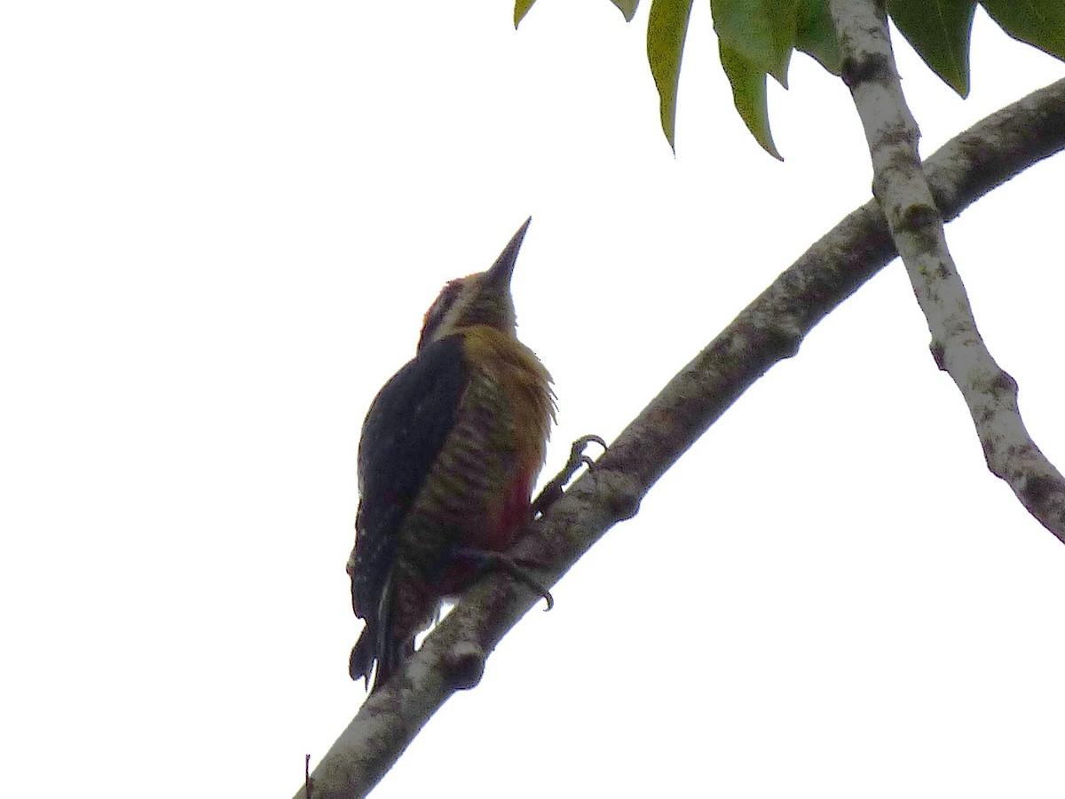 Black-cheeked Woodpecker - ML642958793