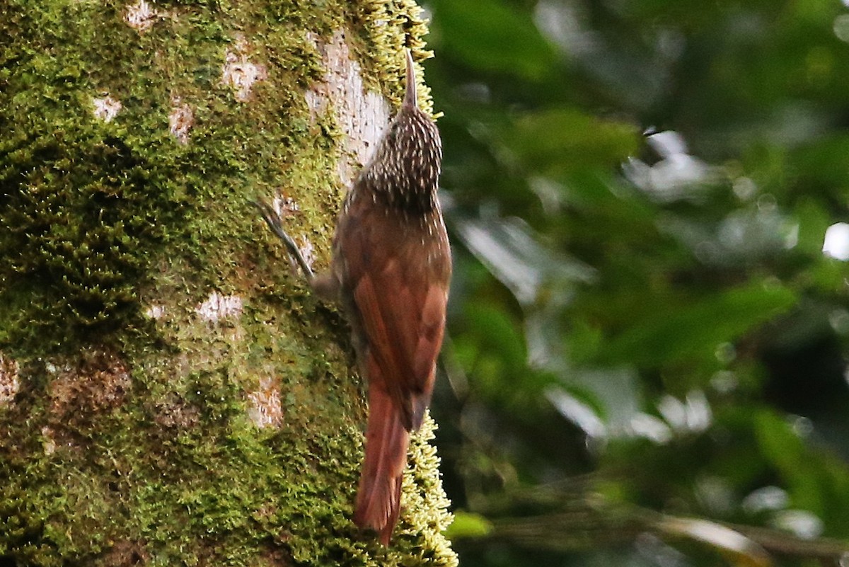 Streak-headed Woodcreeper - ML642958794
