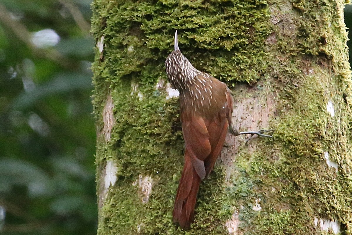 Streak-headed Woodcreeper - ML642958795