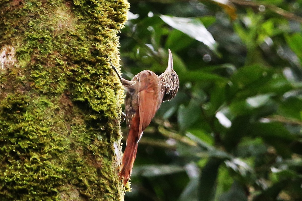 Streak-headed Woodcreeper - ML642958796