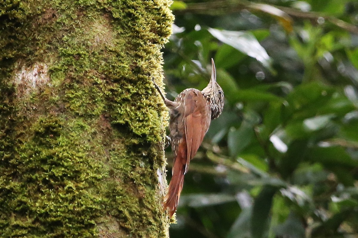 Streak-headed Woodcreeper - ML642958797