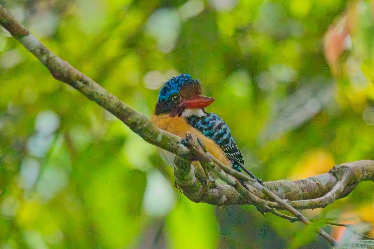 Banded Kingfisher (Black-faced) - ML642958798