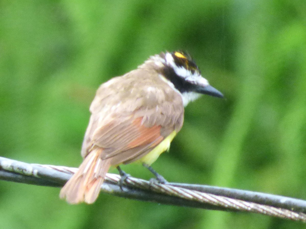 Great Kiskadee - ML642958800