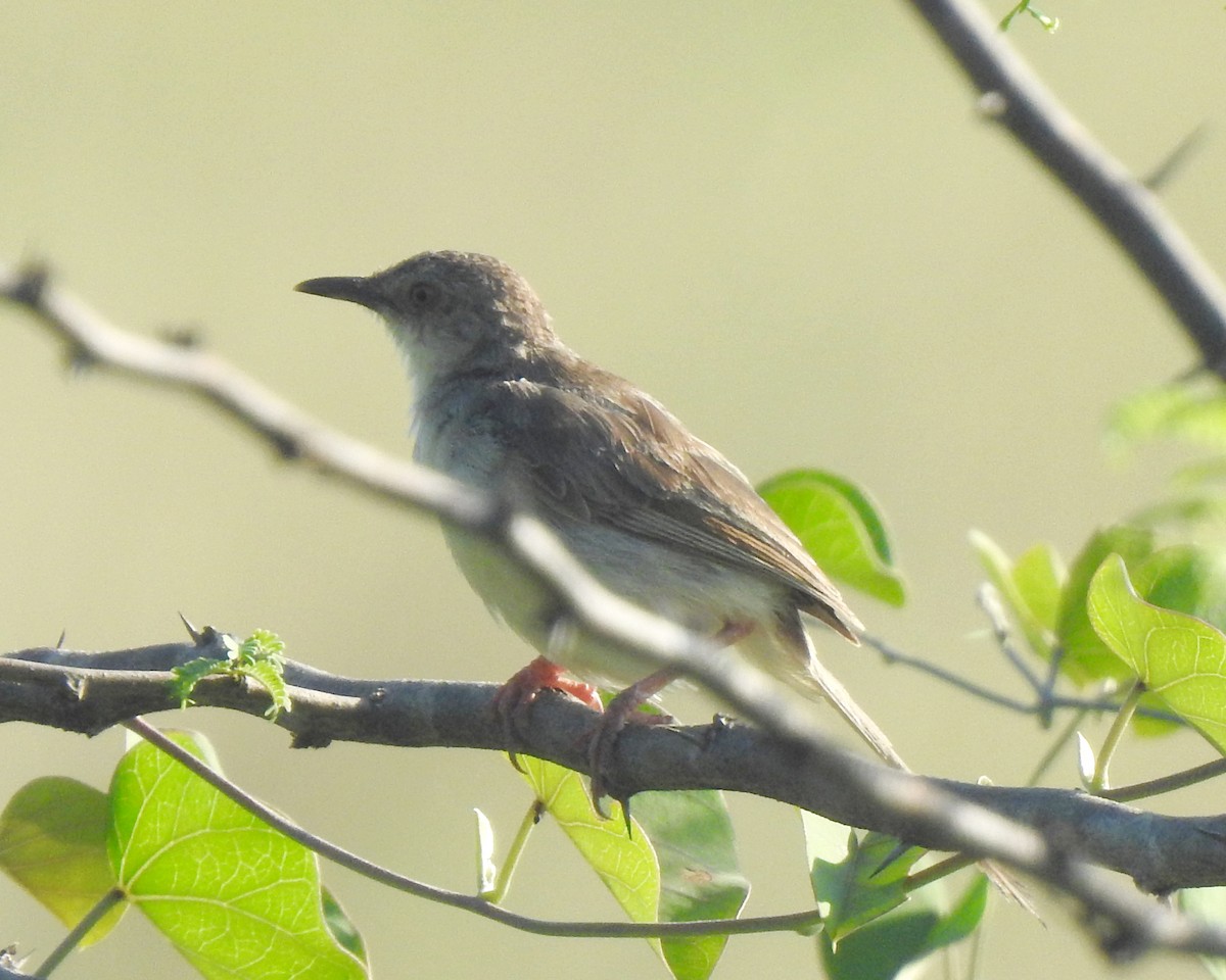 Jungle Prinia - ML642958801
