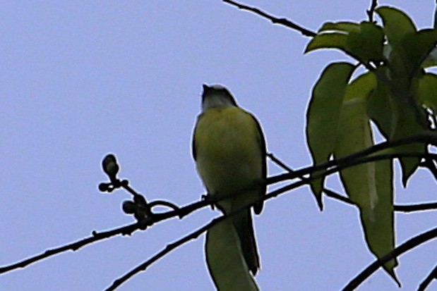 Social Flycatcher - ML642958802