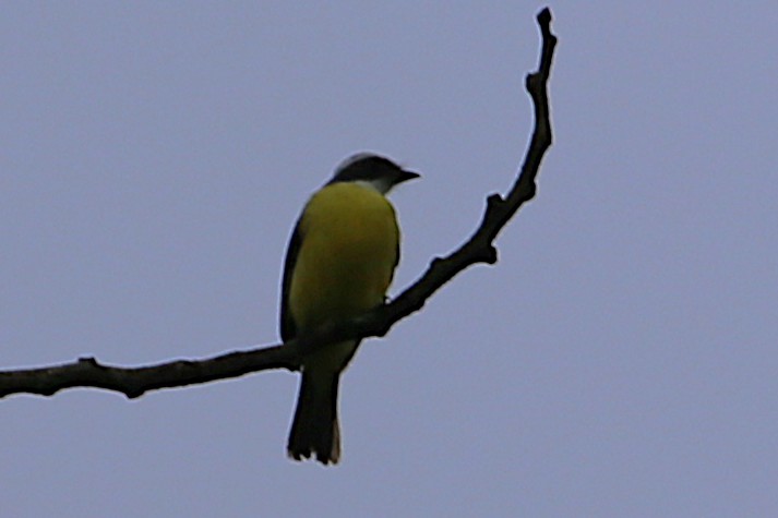 Social Flycatcher - ML642958803