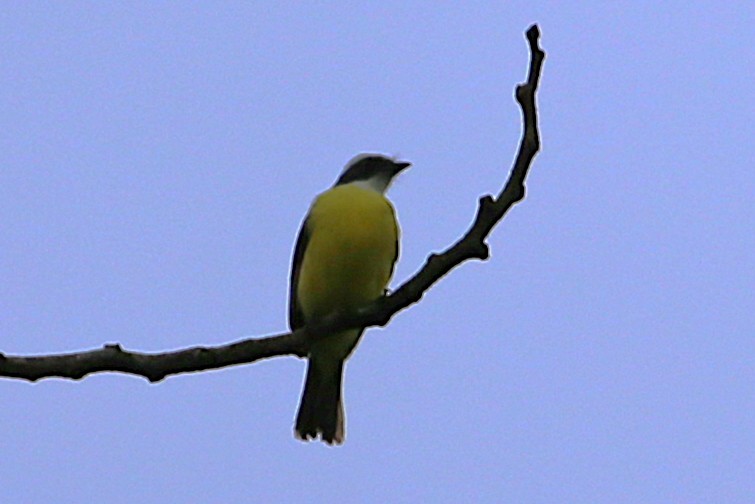 Social Flycatcher - ML642958804