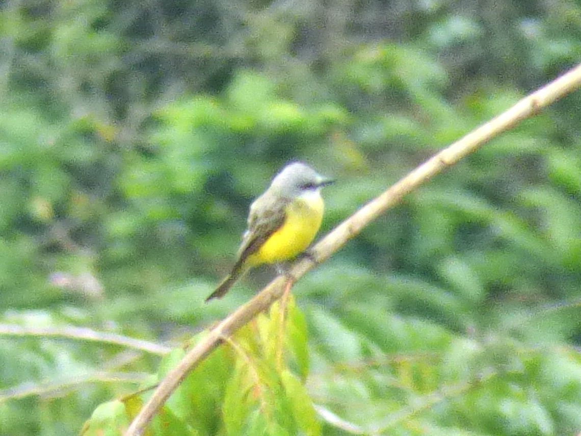 Tropical Kingbird - ML642958806