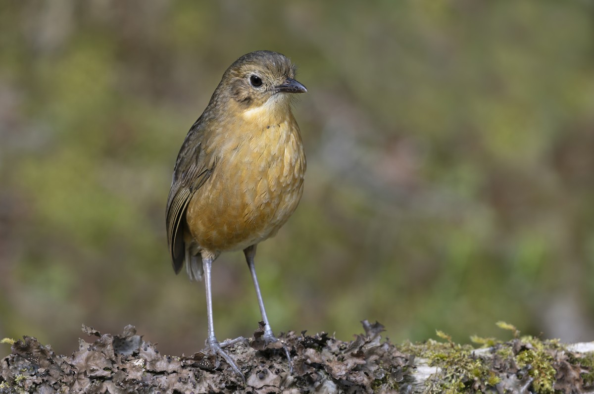 Tawny Antpitta - ML642958811