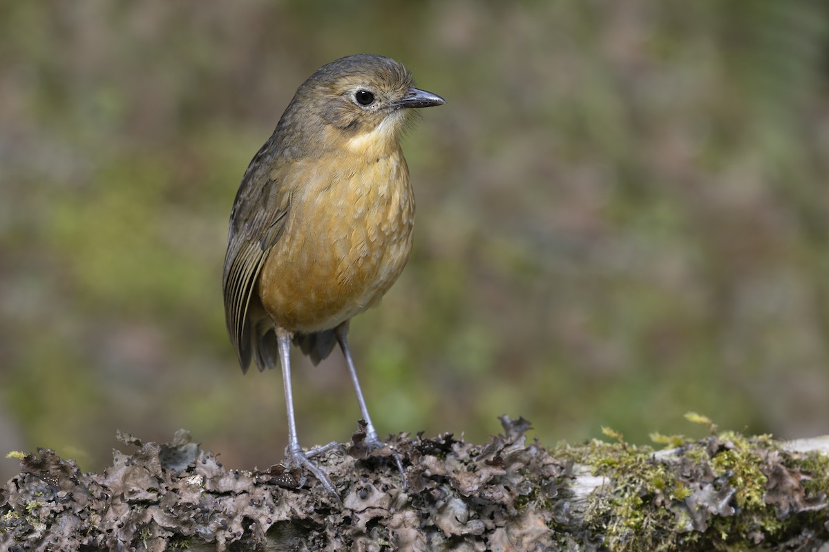 Tawny Antpitta - ML642958812