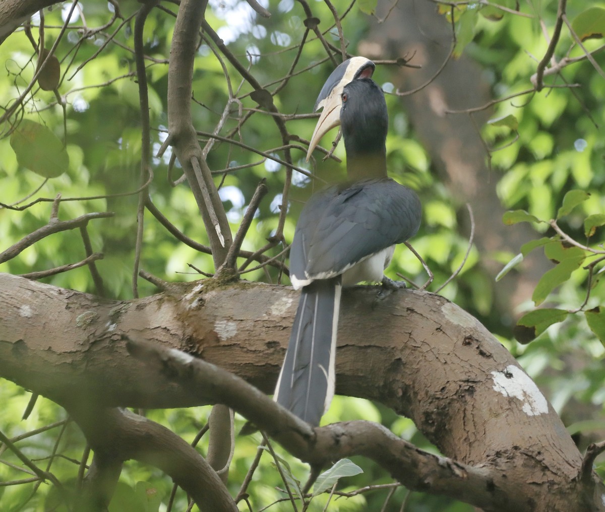 Malabar Pied-Hornbill - ML642958814