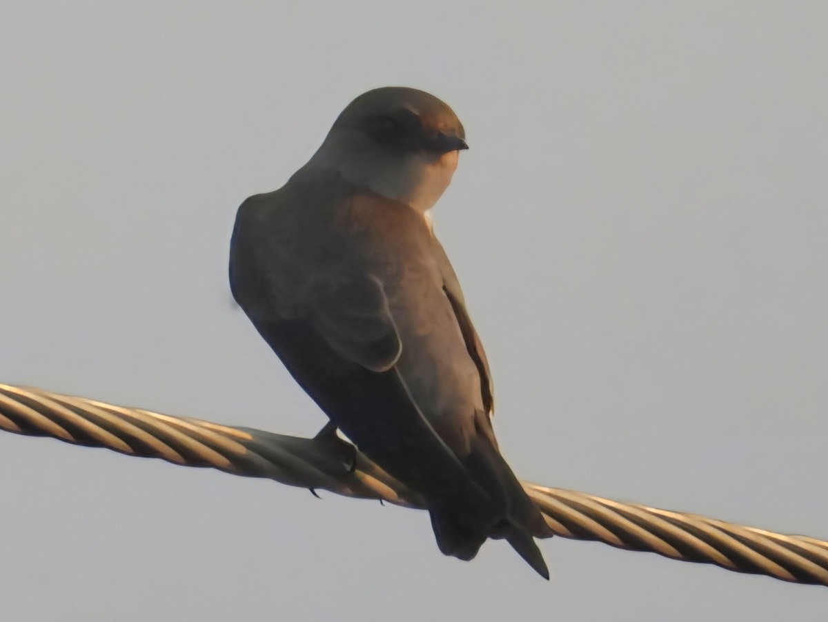 Gray-throated Martin - ML642958818