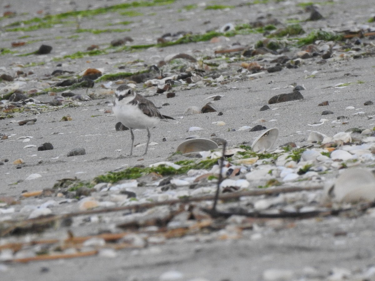 Kentish Plover - ML642958829