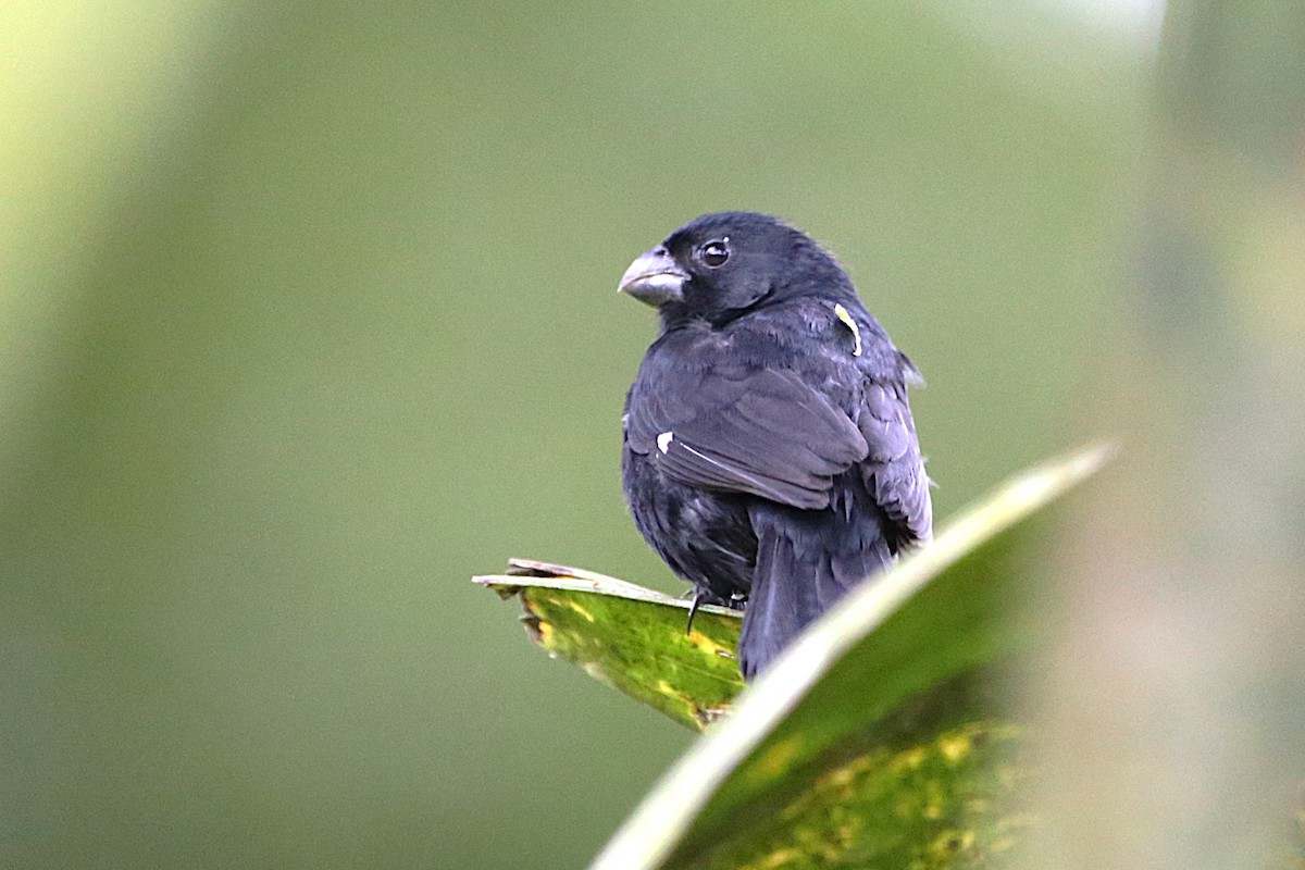 Thick-billed Seed-Finch - ML642958832