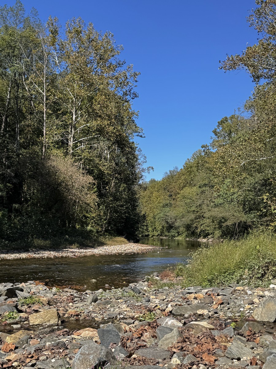 American Goldfinch - ML642958838