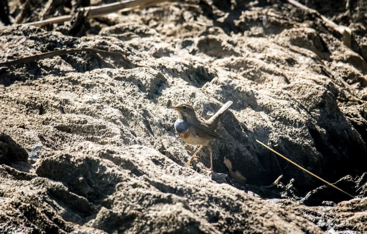Bluethroat - ML642958858