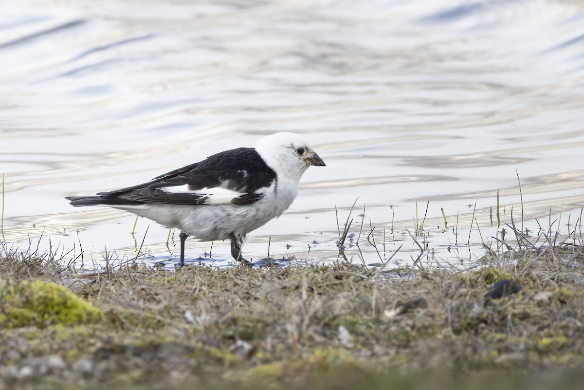 Snow Bunting - ML642958861