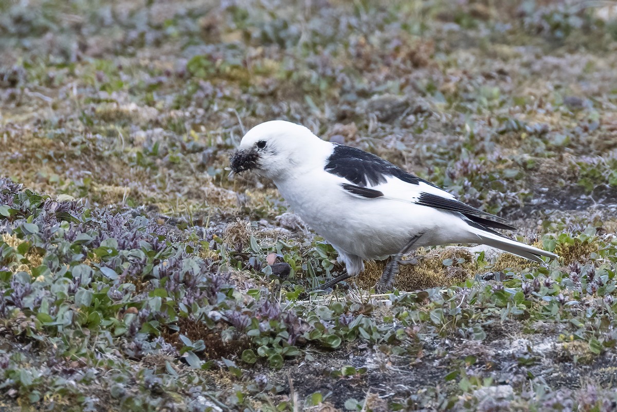 Snow Bunting - ML642958863