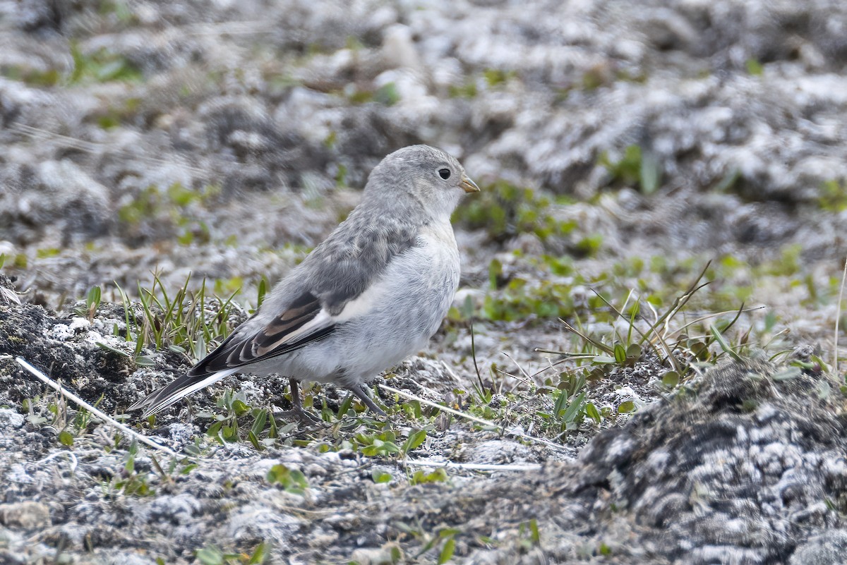 Snow Bunting - ML642958864