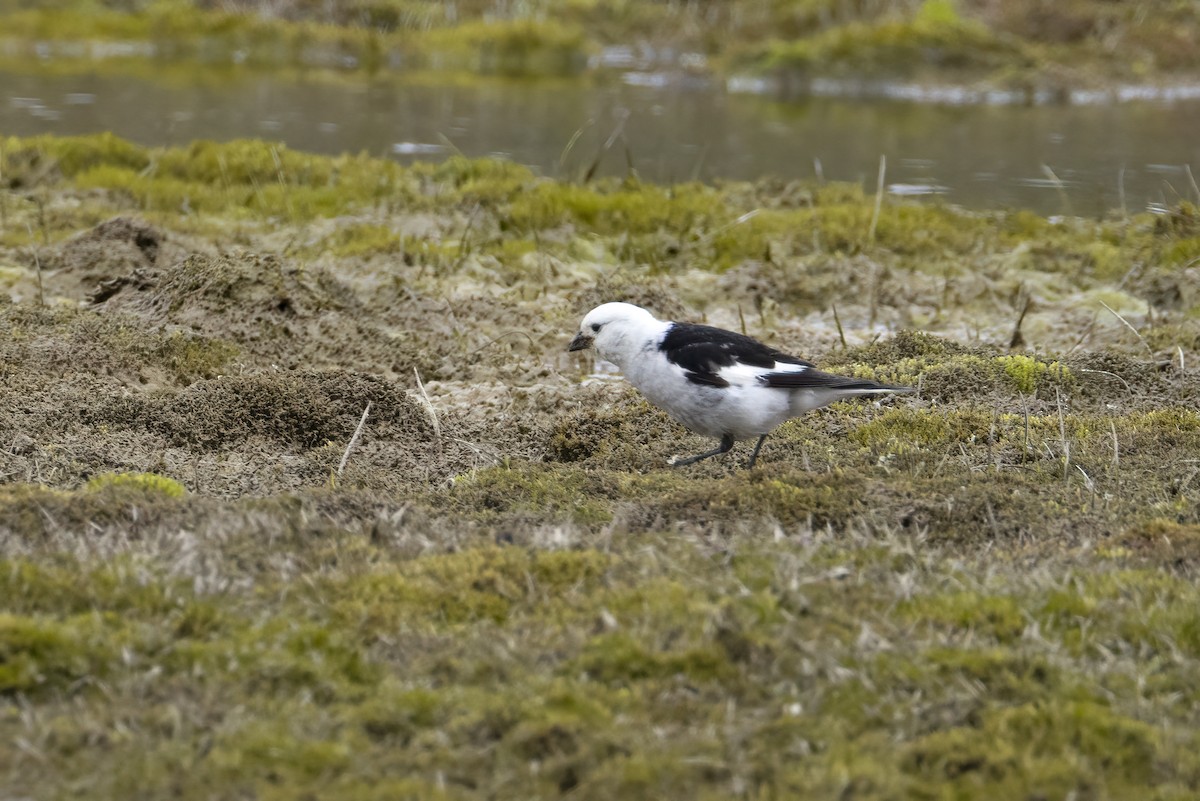 Snow Bunting - ML642958865