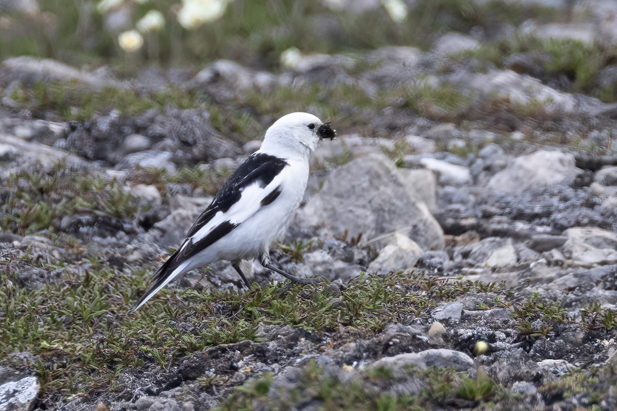 Snow Bunting - ML642958866
