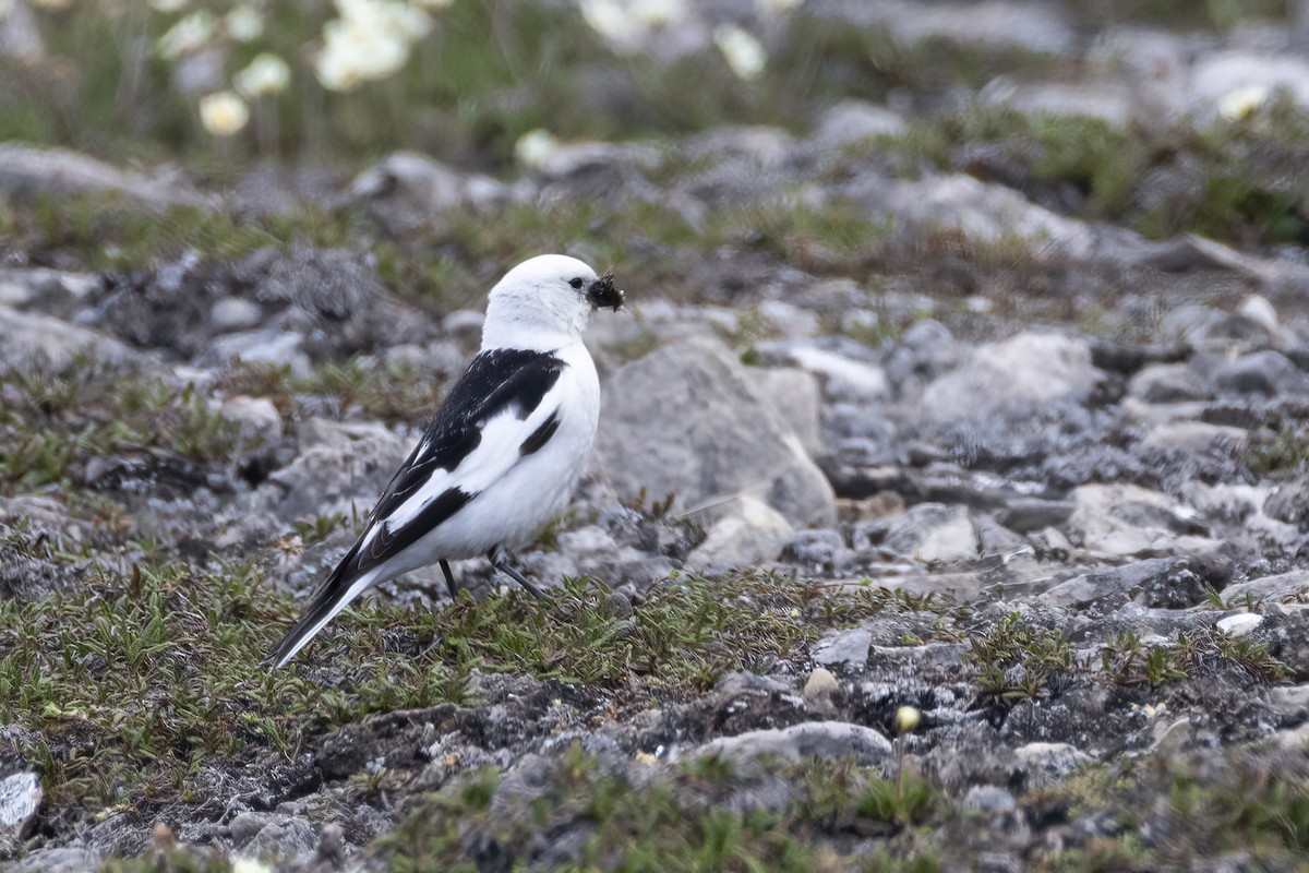 Snow Bunting - ML642958867