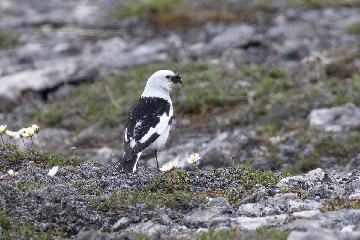 Snow Bunting - ML642958868