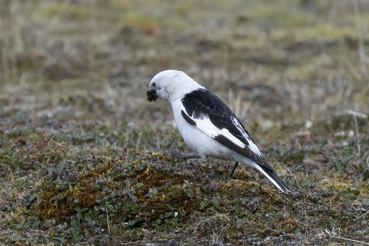 Snow Bunting - ML642958869
