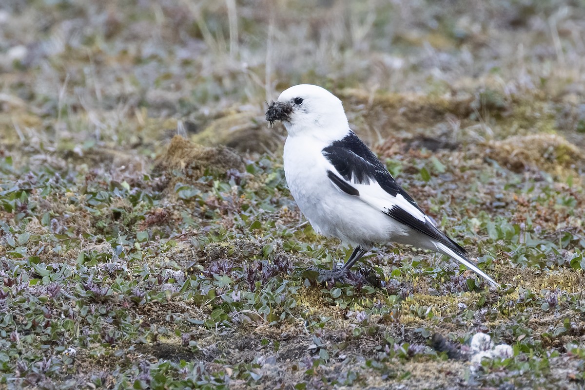 Snow Bunting - ML642958870