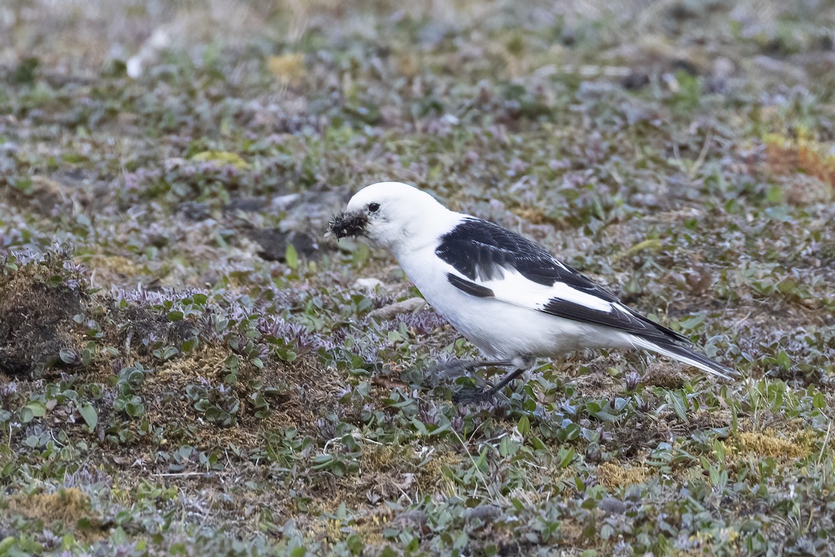 Snow Bunting - ML642958871