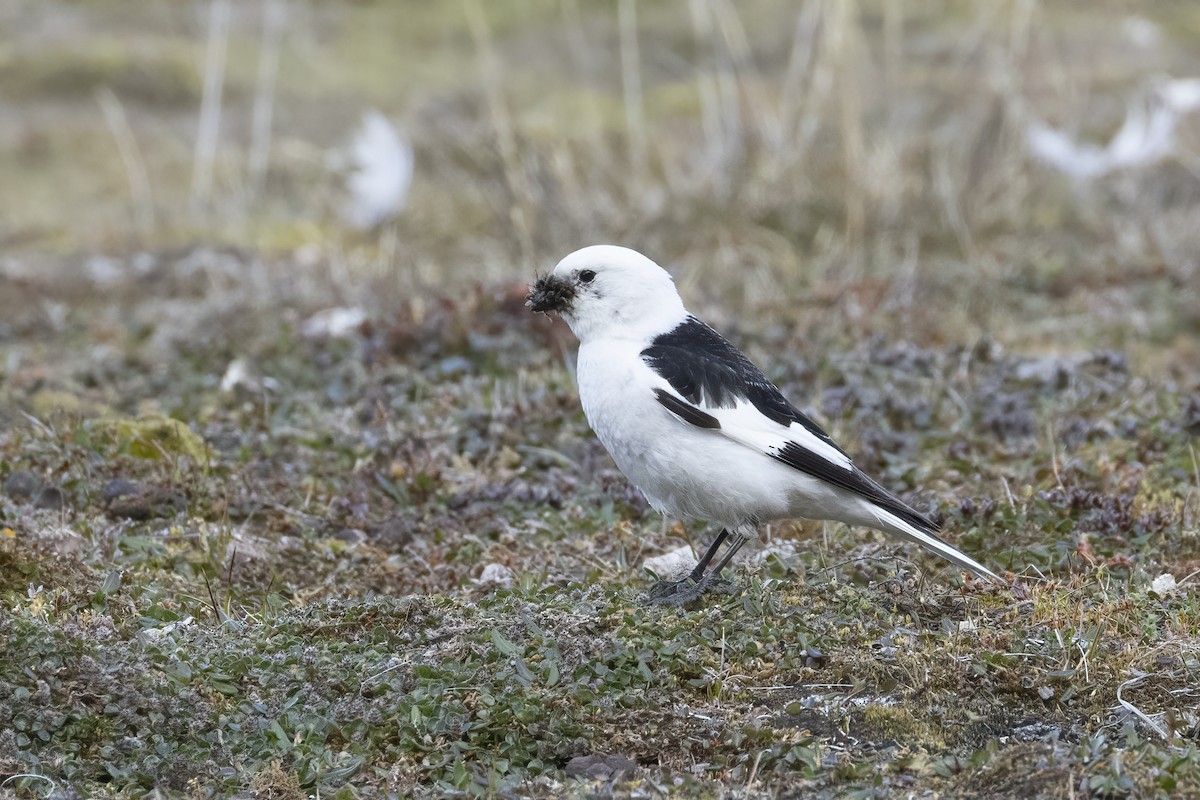 Snow Bunting - ML642958872
