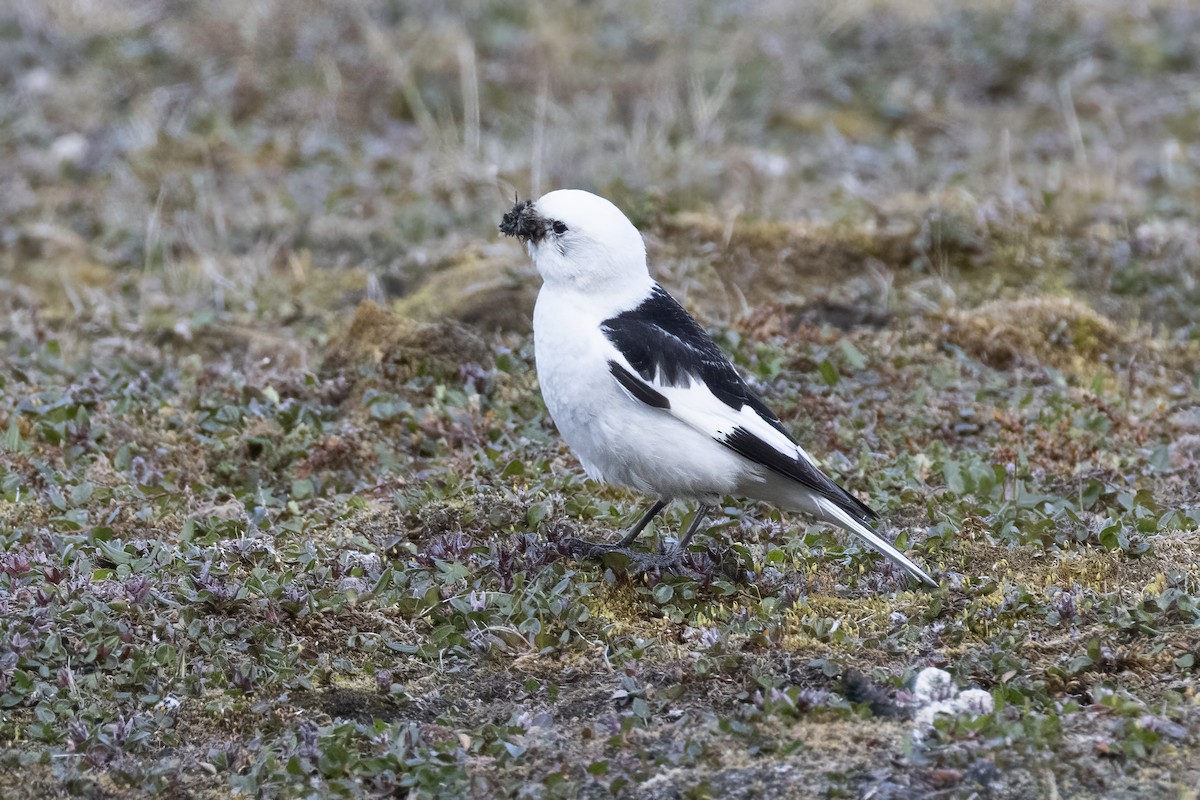 Snow Bunting - ML642958873