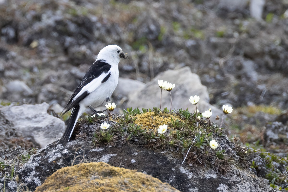 Snow Bunting - ML642958874