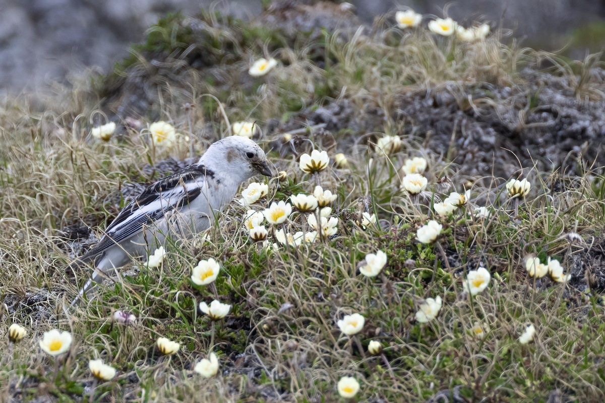 Snow Bunting - ML642958875