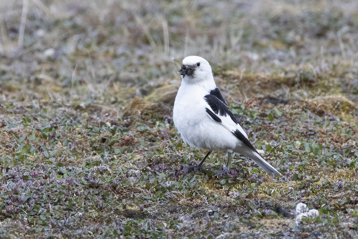 Snow Bunting - ML642958876