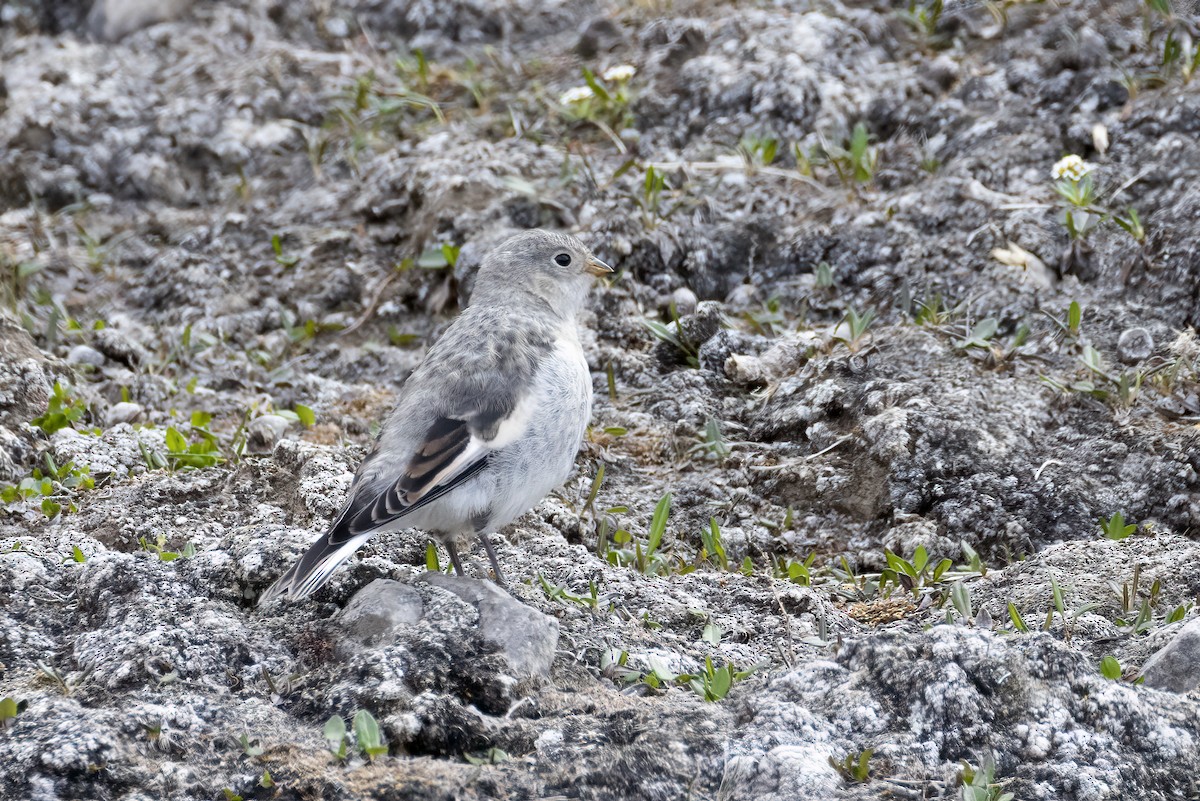 Snow Bunting - ML642958877