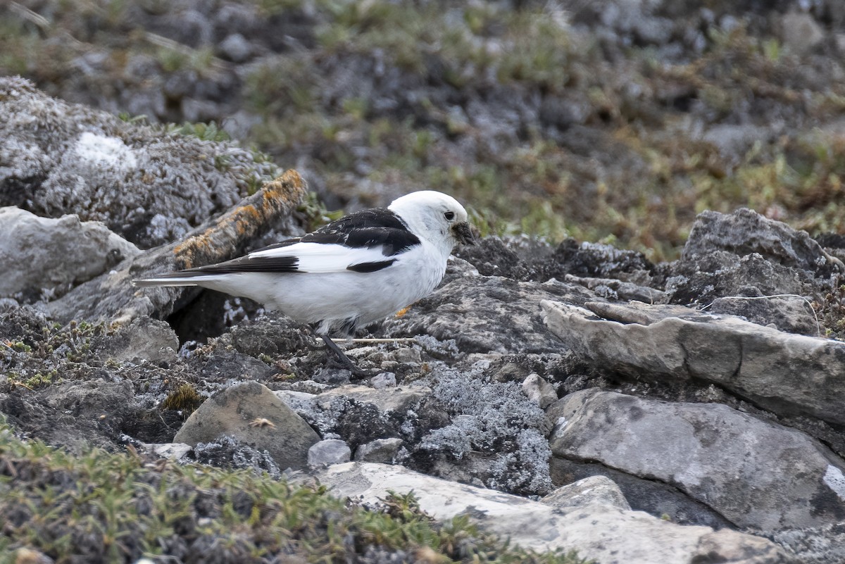 Snow Bunting - ML642958878