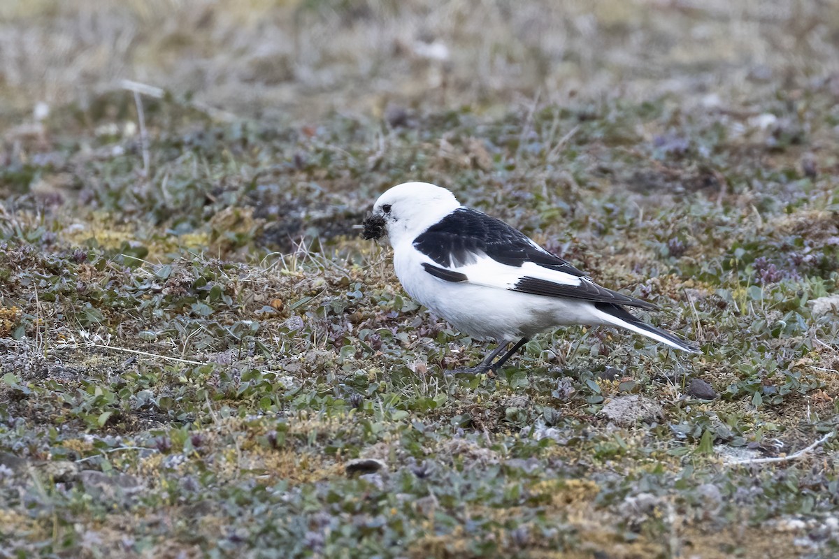 Snow Bunting - ML642958879