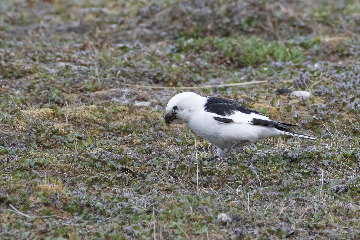 Snow Bunting - ML642958880