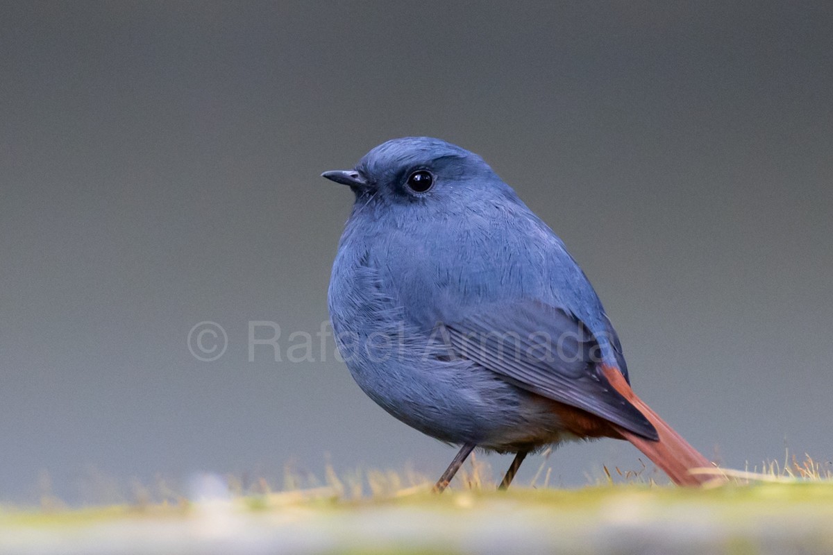Plumbeous Redstart - ML642958911