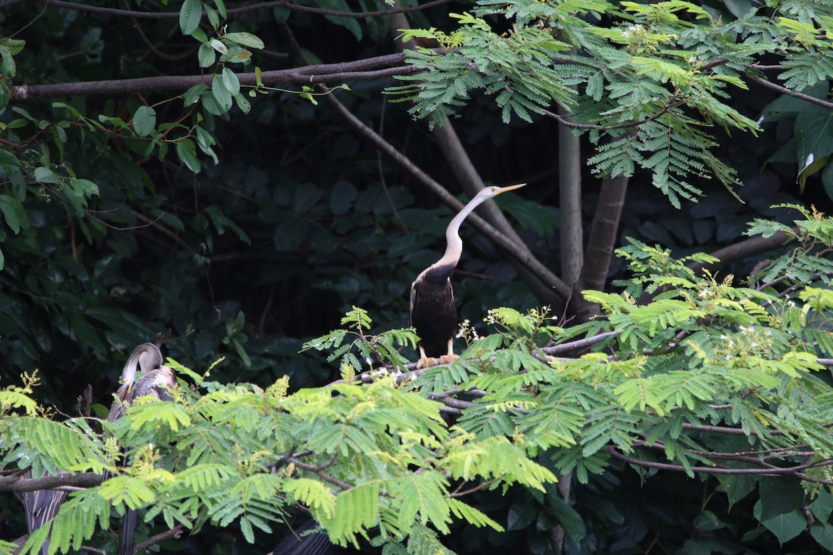 Oriental Darter - ML642958912