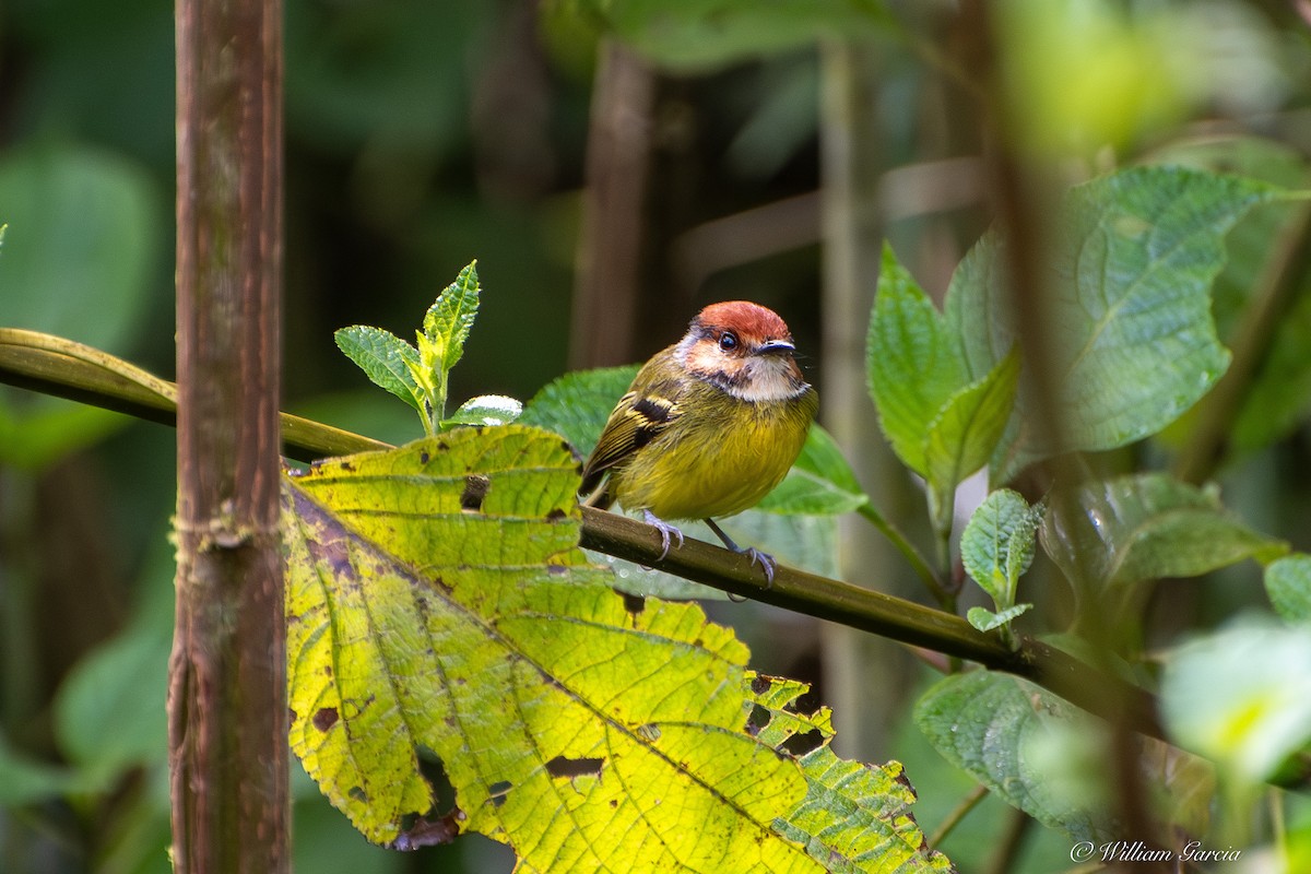 Rufous-crowned Tody-Flycatcher - ML642958926