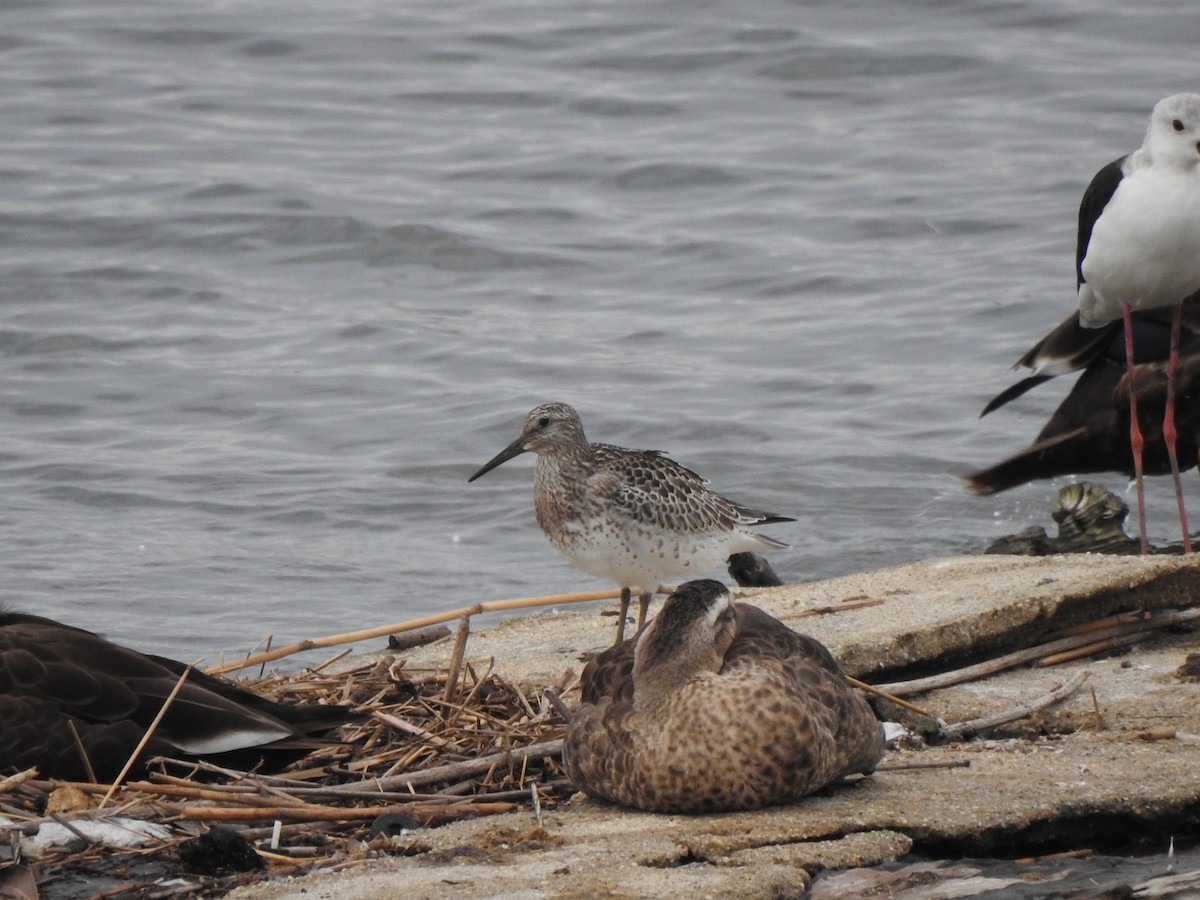 Great Knot - ML642958937