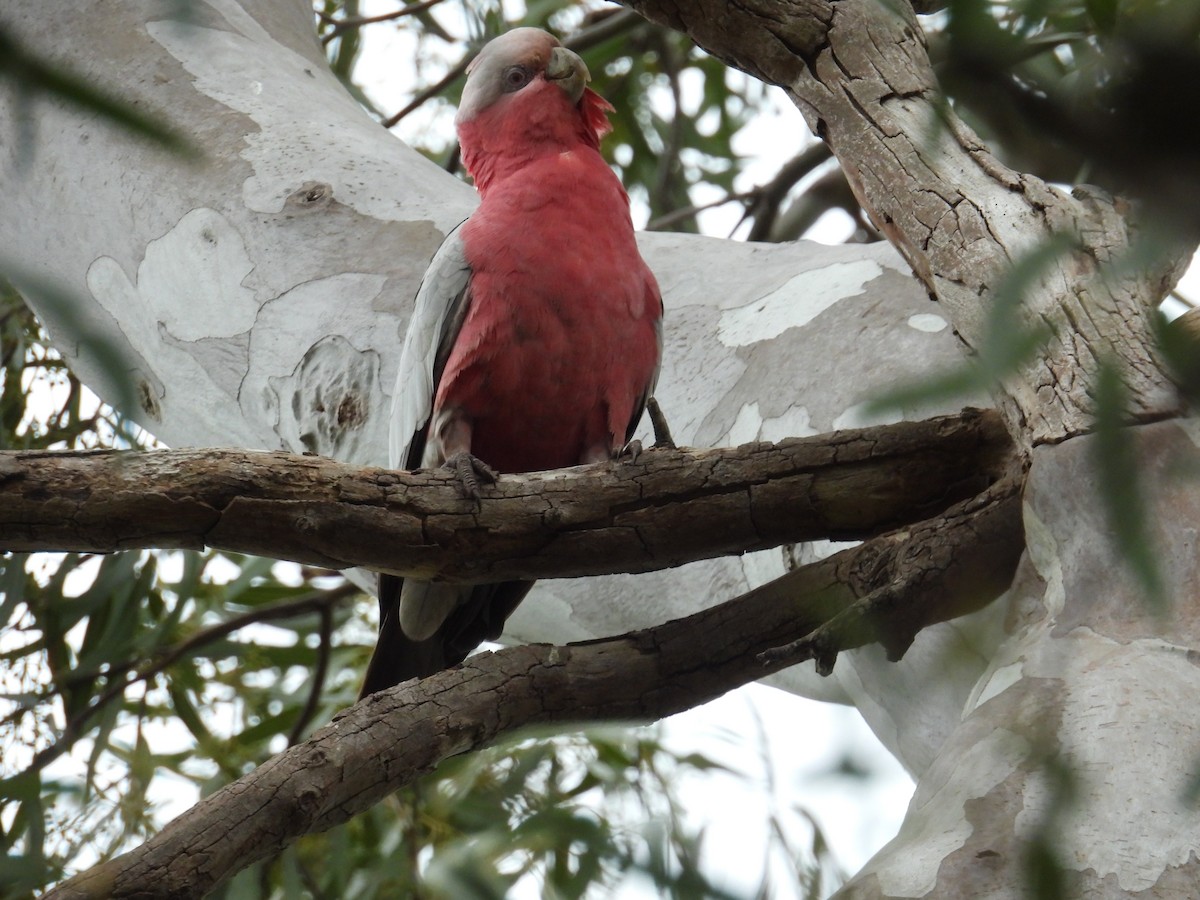 Galah - ML642958940