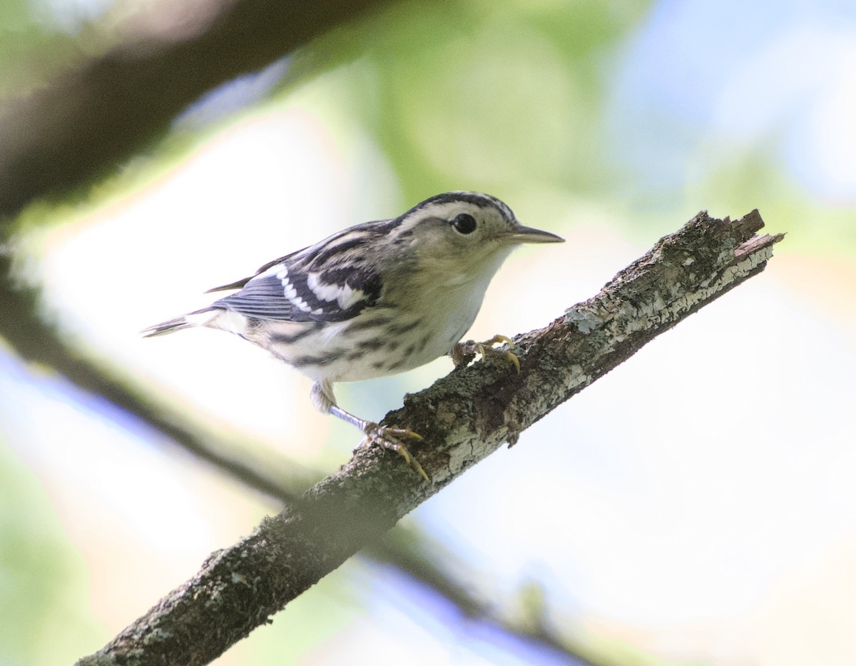 Black-and-white Warbler - ML642958941