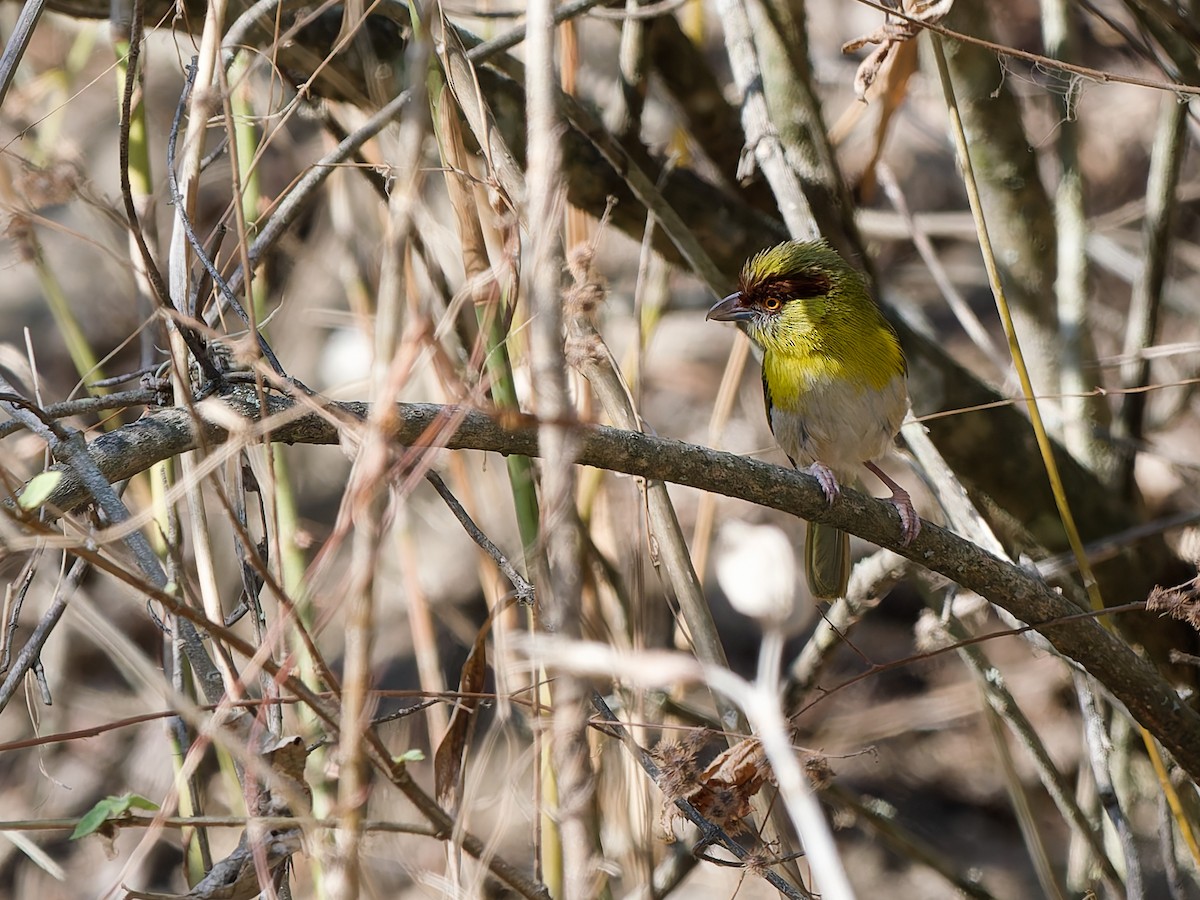 Rufous-browed Peppershrike - ML642958942