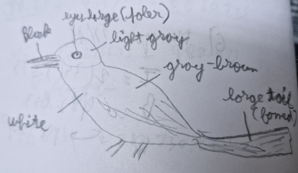 Eastern Orphean Warbler - ML642958946