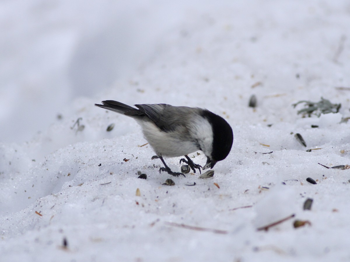 Willow Tit - ML642958950